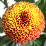 Thumbnail of post image 167