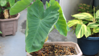 Thumbnail of post image 051