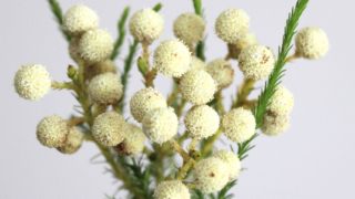 Thumbnail of post image 089