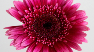 Thumbnail of post image 153