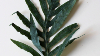 Thumbnail of post image 049