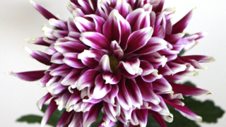 Thumbnail of post image 171