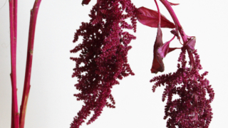 Thumbnail of post image 019