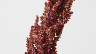 Thumbnail of post image 192