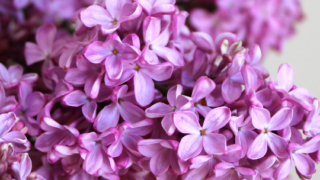 Thumbnail of post image 001