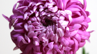 Thumbnail of post image 165