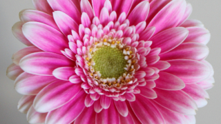 Thumbnail of post image 106