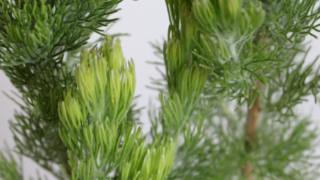 Thumbnail of post image 198