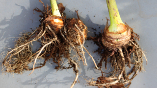 Thumbnail of post image 089