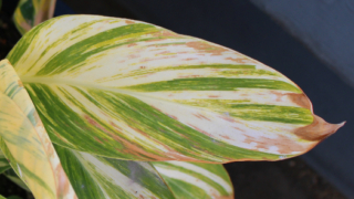 Thumbnail of post image 193