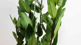 Thumbnail of post image 135