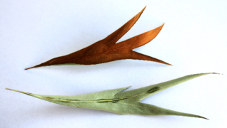 Thumbnail of post image 087