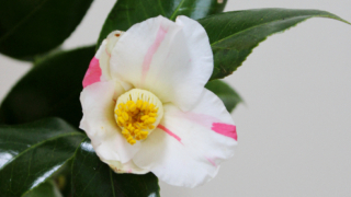 Thumbnail of post image 089