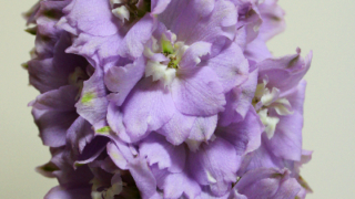 Thumbnail of post image 145