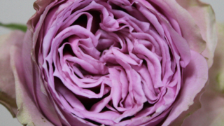 Thumbnail of post image 185