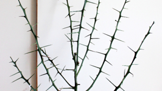 Thumbnail of post image 165